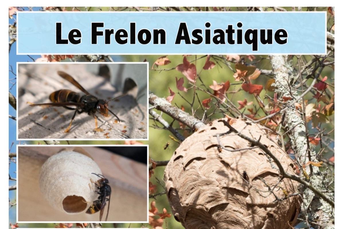 Le frelon asiatique